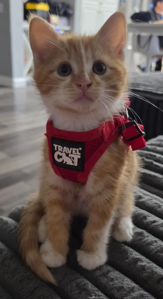 A baby large-sized male Domestic Short Hair cat named Crush for adoption in San Jacinto, CA