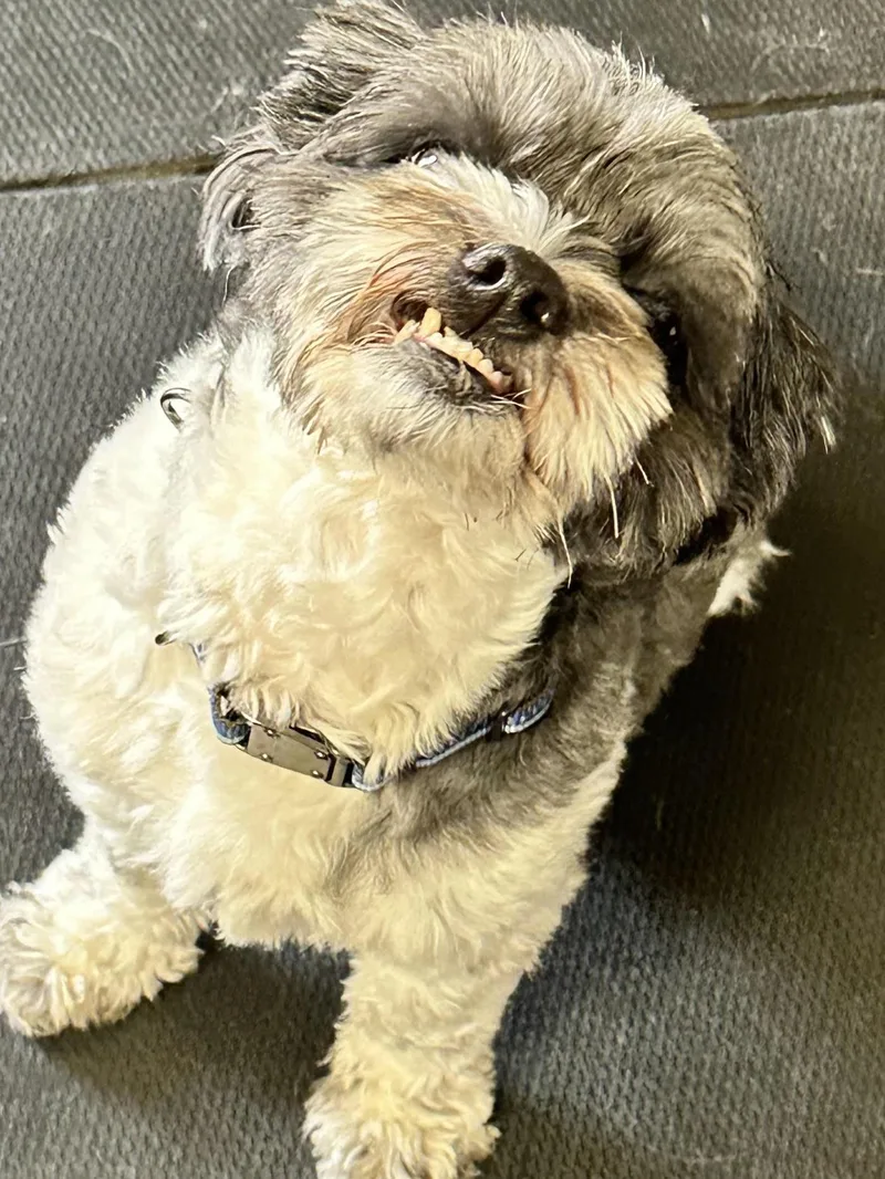 An adult small-sized male Black Shih Tzu dog named Teddy for adoption in Racine, WI