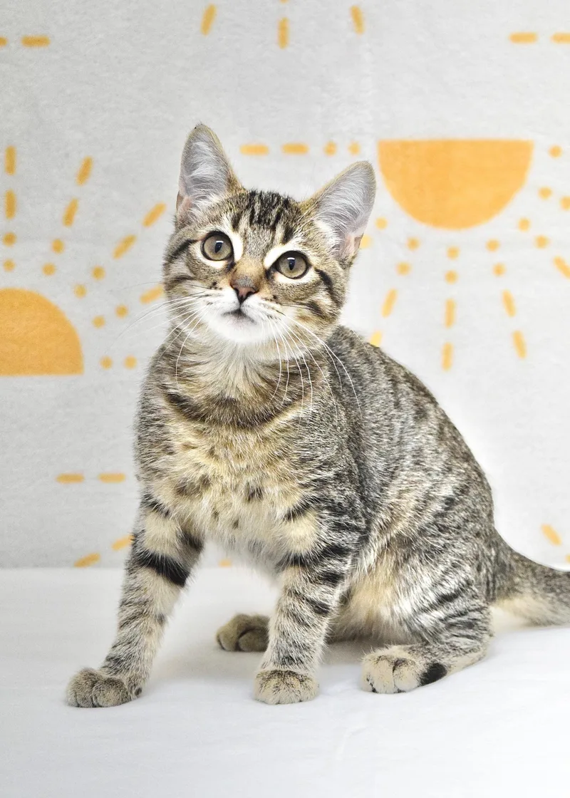 A baby medium-sized female Tabby (Brown / Chocolate) Domestic Short Hair cat named London for adoption in Dublin, CA