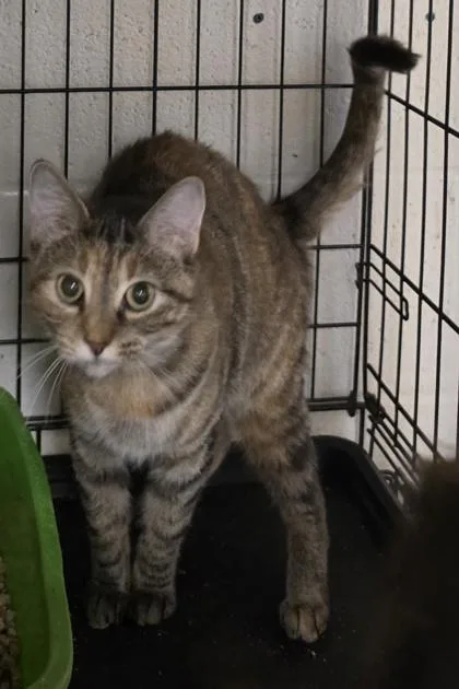 An adult medium-sized female Domestic Short Hair cat named Baby for adoption in Anderson, IN