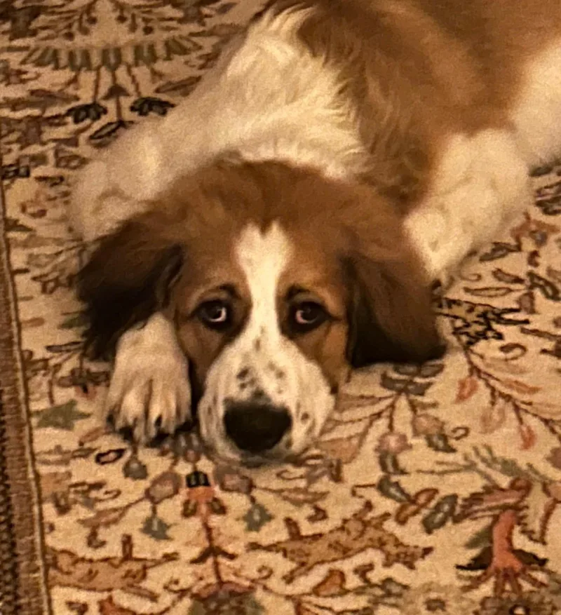 A young extra large-sized male Saint Bernard dog named Rex for adoption in Magnolia, TX