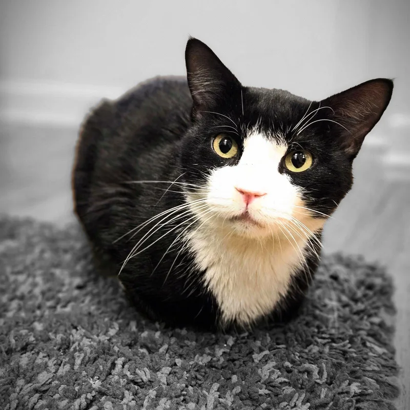 An adult medium-sized male Black & White / Tuxedo Domestic Short Hair cat named Tito Too for adoption in Brooklyn, NY