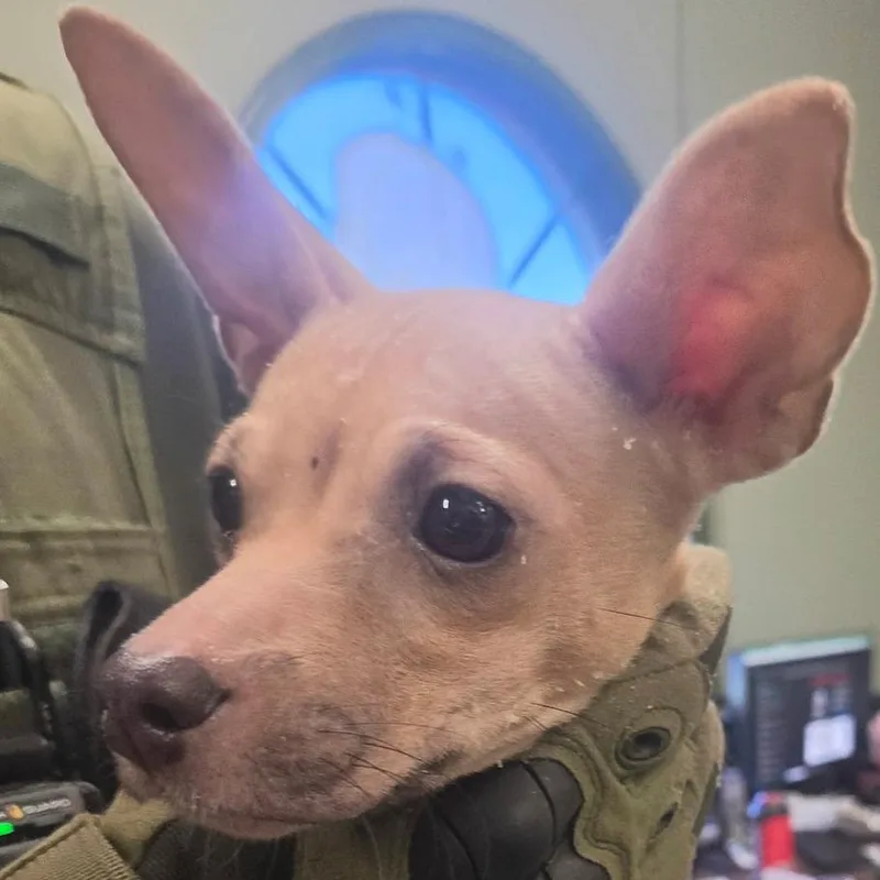 An adult small-sized female Yellow / Tan / Blond / Fawn Chihuahua dog named Bambi for adoption in LaGrange, GA