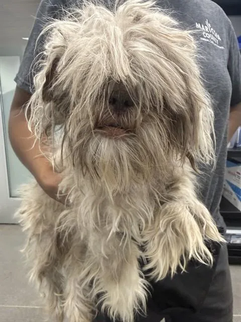 A young medium-sized female Shih Tzu dog named Beatrice for adoption in Mesa, AZ