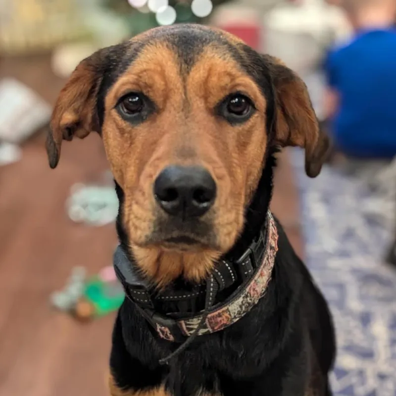 Louie