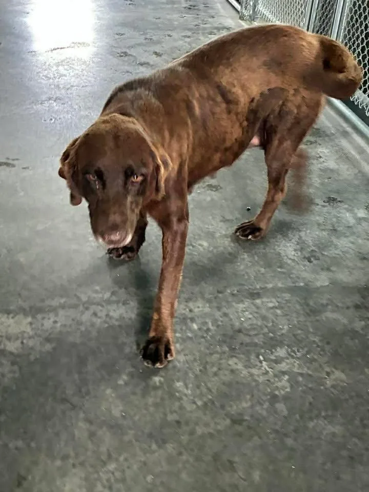 An adult large-sized female Brown / Chocolate Chocolate Labrador Retriever dog named Penelope for adoption in Munfordville, KY