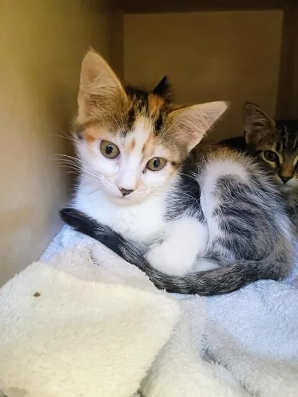 A young small-sized female Domestic Short Hair cat named Jules for adoption in Beatrice, NE