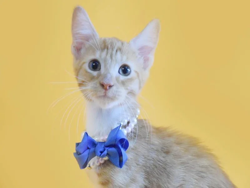 A baby medium-sized male Orange / Red Domestic Short Hair cat named Matheus for adoption in Margate, FL