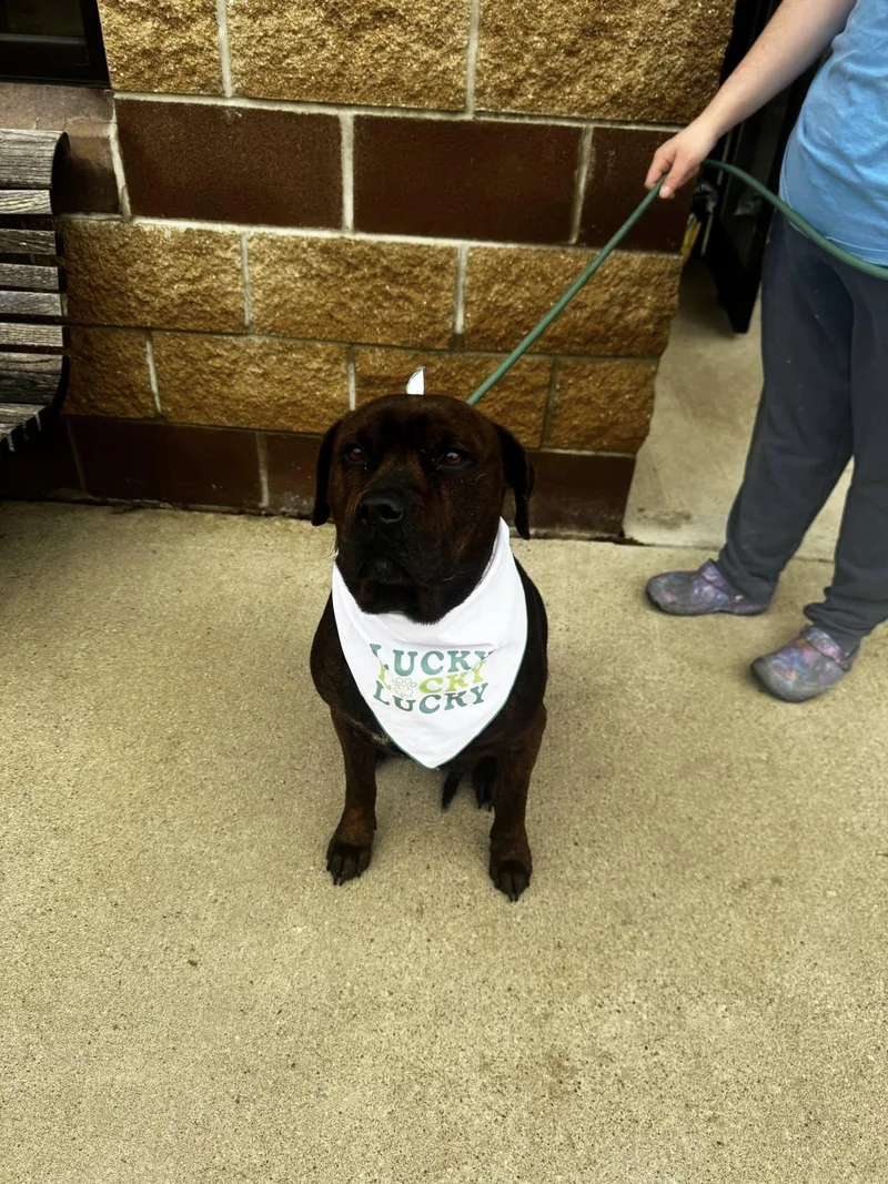 Cornbread thumbnail 2