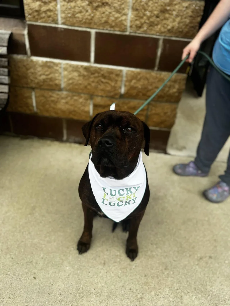 Cornbread thumbnail 3