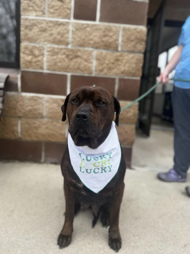 Cornbread thumbnail 4