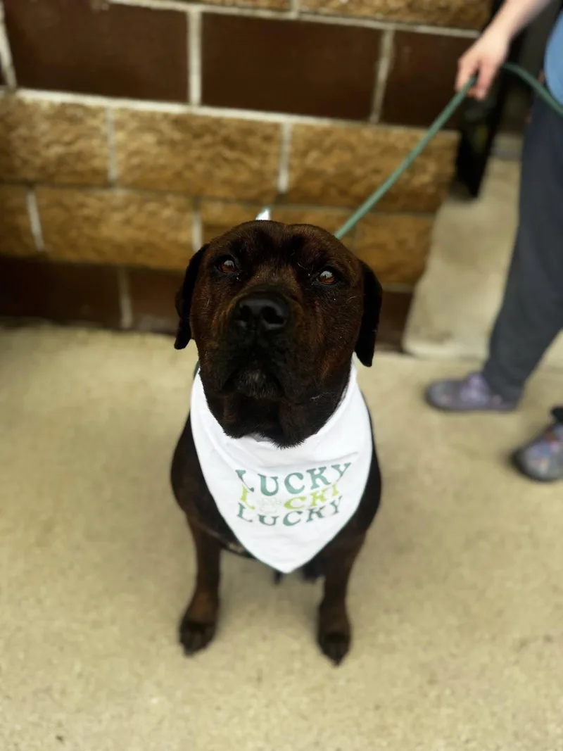 Cornbread thumbnail 5