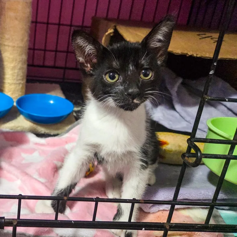 A baby small-sized female Black Domestic Short Hair cat named Ma'at for adoption in San Diego, CA