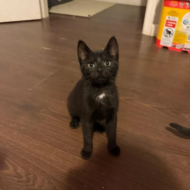 A baby small-sized male Black Domestic Short Hair cat named Xaden for adoption in Hedgesville, WV