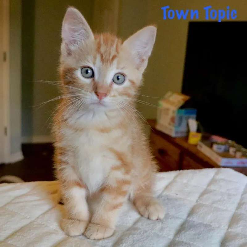 A baby small-sized male Orange / Red Domestic Short Hair cat named Town Topic for adoption in FAIRWAY, KS