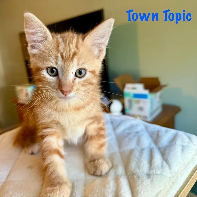 Town Topic thumbnail 2