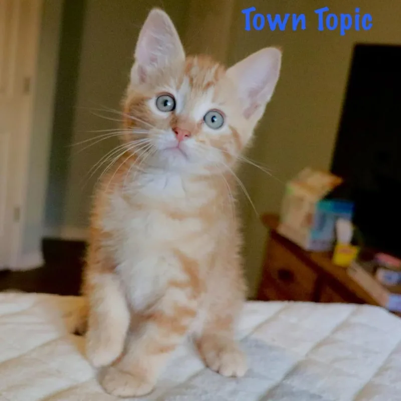 Town Topic thumbnail 3