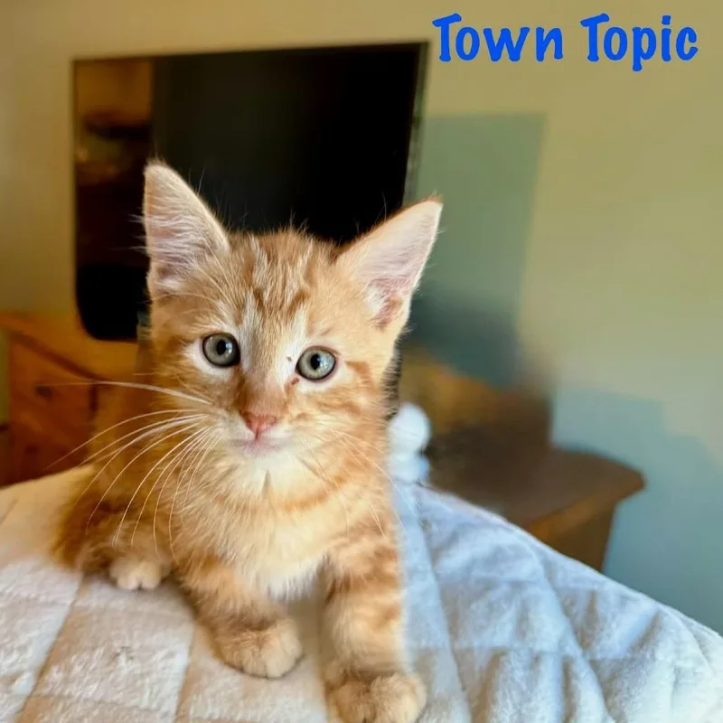 Town Topic thumbnail 5