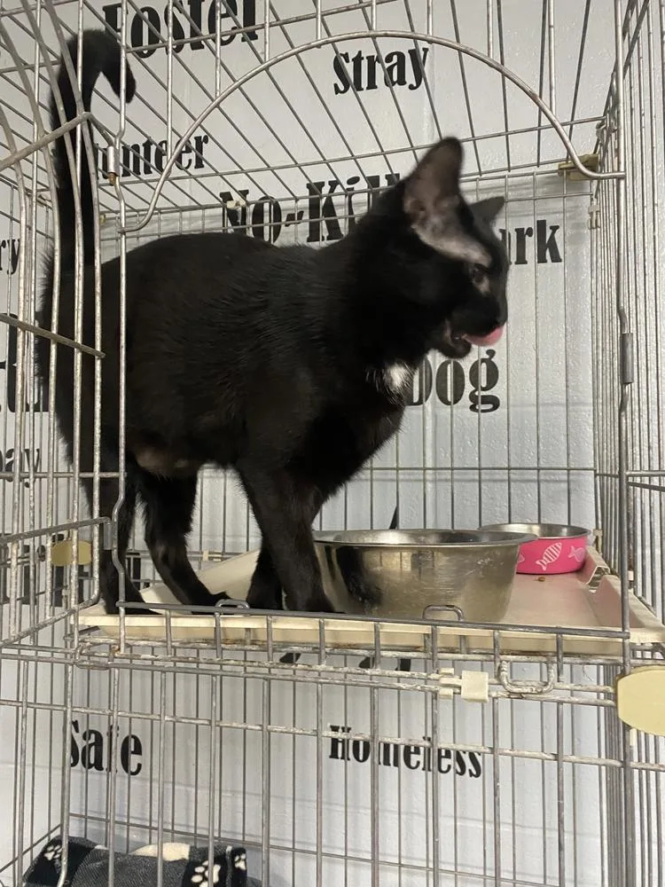 An adult medium-sized female Black & White / Tuxedo Domestic Short Hair cat named Jasmine for adoption in Richmond, IN