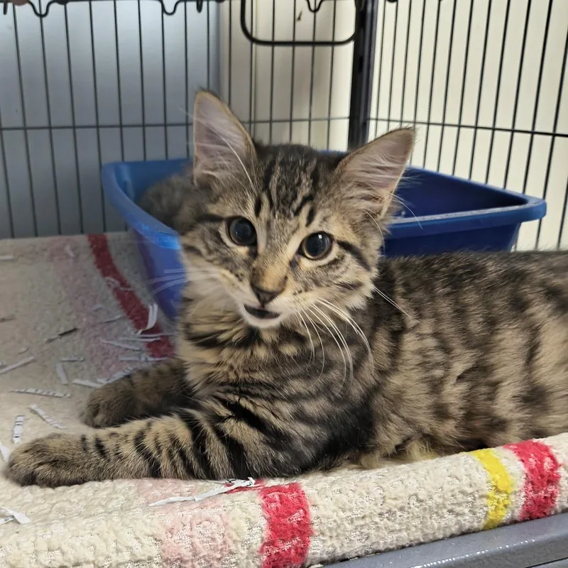 A baby small-sized male Brown / Chocolate Domestic Medium Hair cat named Gravy for adoption in Fort Smith, AR