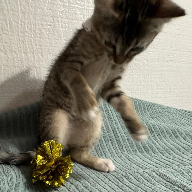A baby small-sized female Brown / Chocolate Domestic Short Hair cat named Kayak for adoption in Westminster, CA