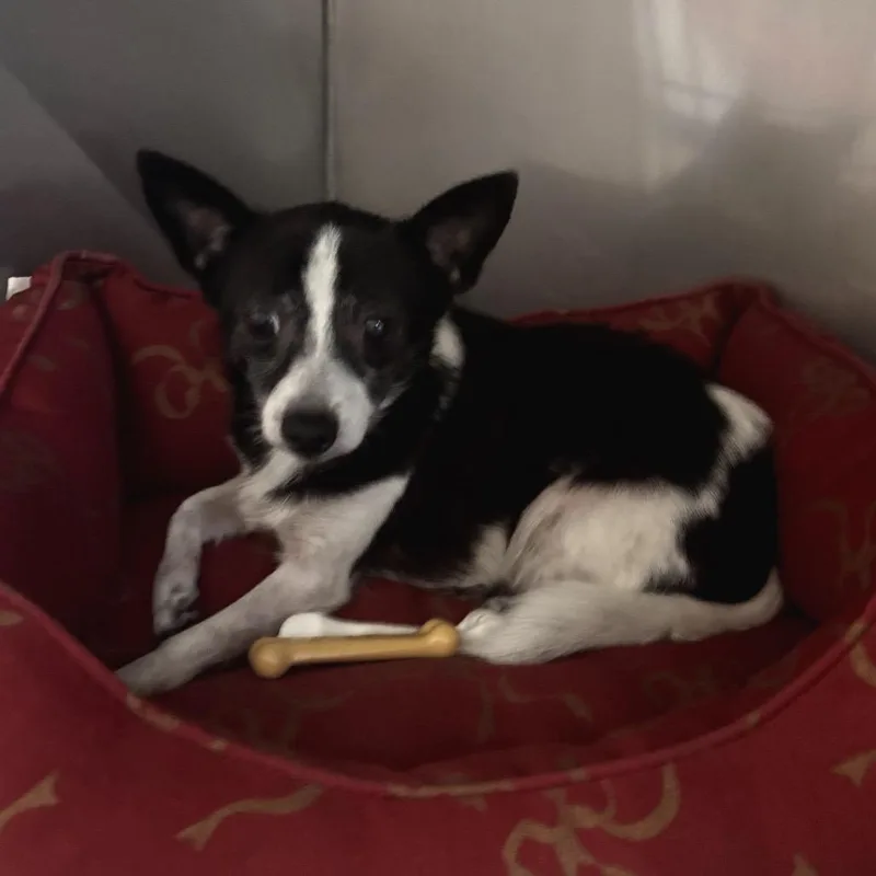 An adult small-sized female Black Chihuahua dog named Charlie for adoption in Port Richey, FL