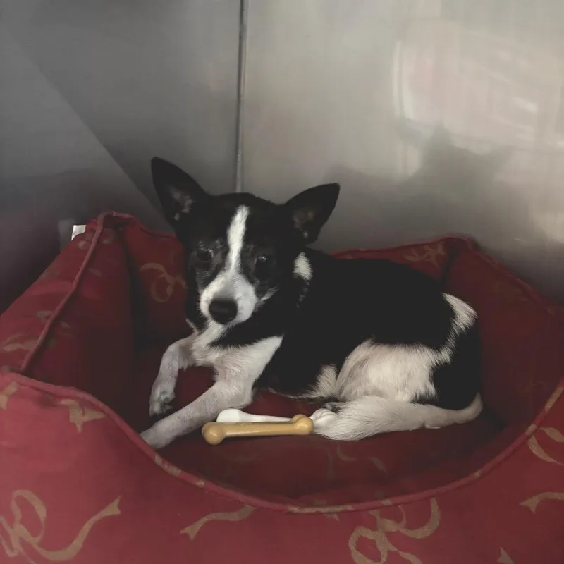 Charlie thumbnail 2