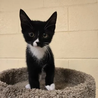 A young small-sized male Domestic Short Hair cat named Rocky for adoption in New Hope, PA