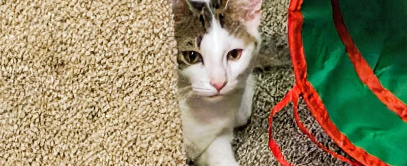 A baby medium-sized male Tabby (Brown / Chocolate) Domestic Short Hair cat named Tirian for adoption in Springfield, PA