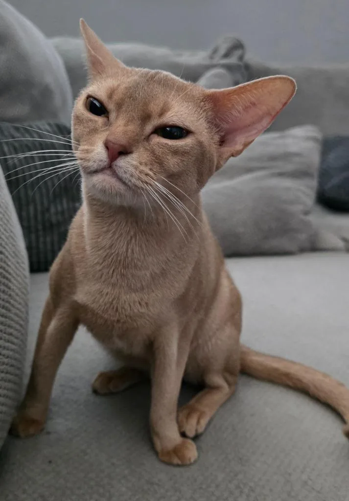 A young large-sized female Abyssinian cat named Blonde for adoption in San Jacinto, CA
