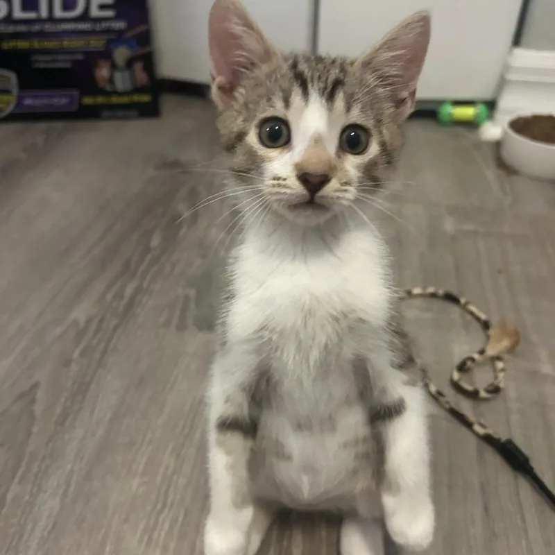 A baby small-sized male White Domestic Short Hair cat named Jensen for adoption in Jupiter, FL