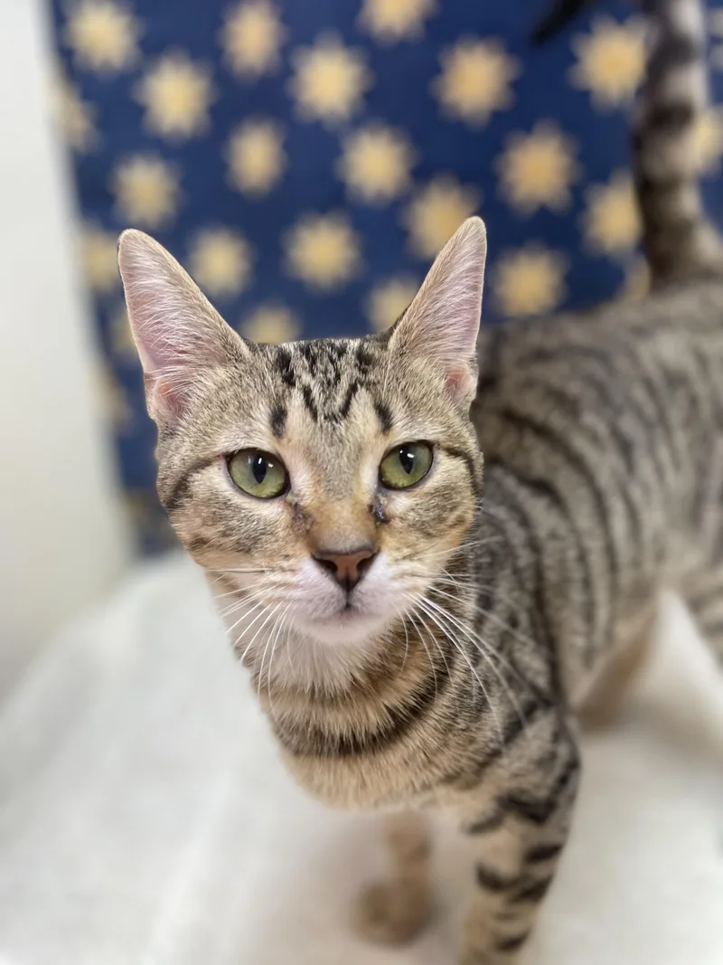 An adult medium-sized female Tabby (Tiger Striped) Domestic Short Hair cat named Olive for adoption in Upper Sandusky, OH