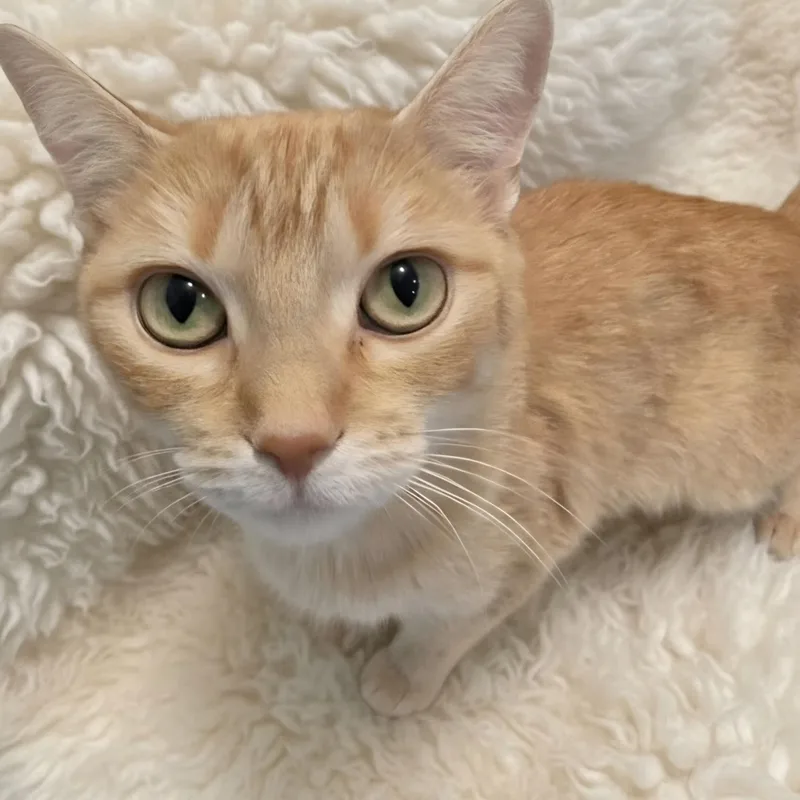 A young medium-sized female Orange / Red Domestic Short Hair cat named Peaches for adoption in Saint Paul, MN