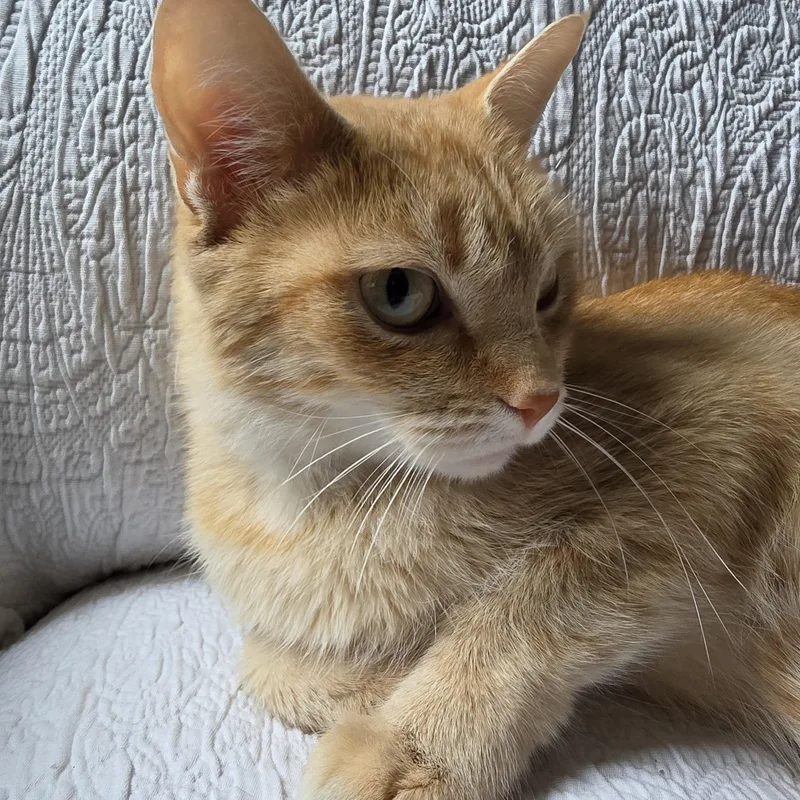 Peaches thumbnail 3
