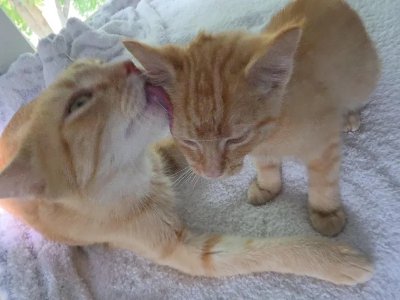 Peaches thumbnail 4