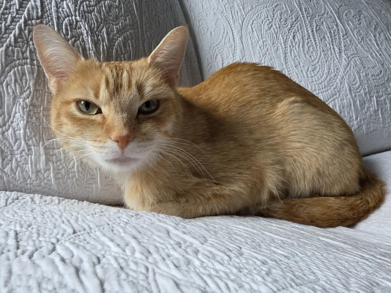 Peaches thumbnail 5