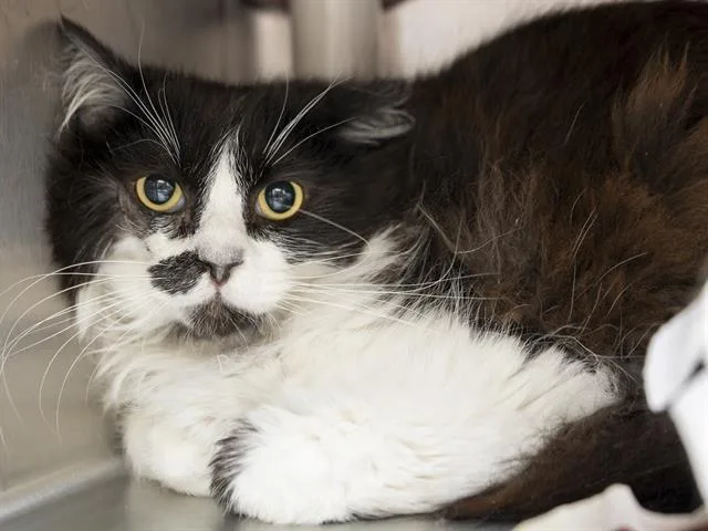 A young small-sized male Domestic Long Hair cat named Ali Cat for adoption in Phoenix, AZ