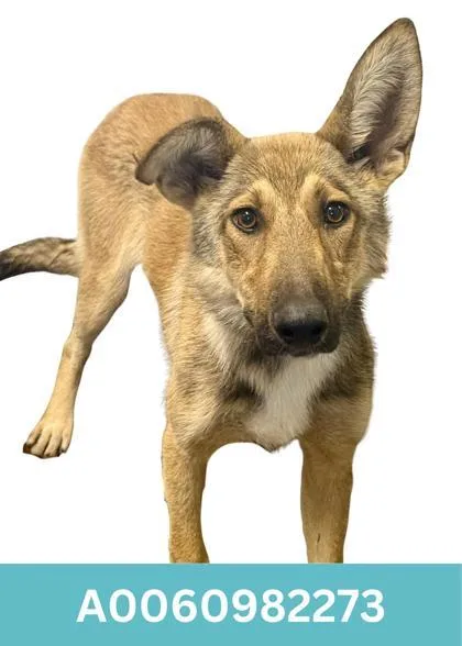 A young medium-sized female German Shepherd Dog dog named Patsy for adoption in Red Bluff, CA