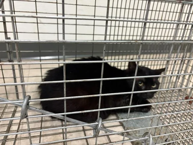 A young medium-sized male Domestic Short Hair cat named Crow for adoption in Olivette, MO