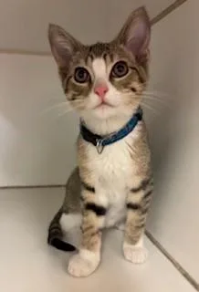 A young medium-sized male Tabby (Gray / Blue / Silver) Domestic Short Hair cat named Monopoly for adoption in Mason City, IA