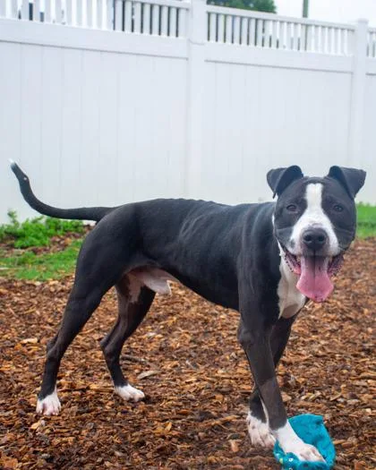 An adult large-sized male Mixed Breed dog named Cannon Ball for adoption in Chamblee, GA