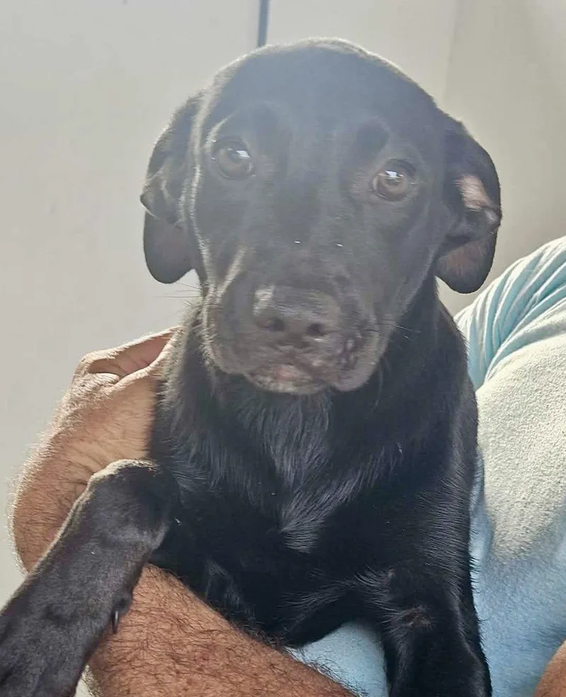 A baby medium-sized female Labrador Retriever dog named Bean for adoption in Lake Hopatcong, NJ