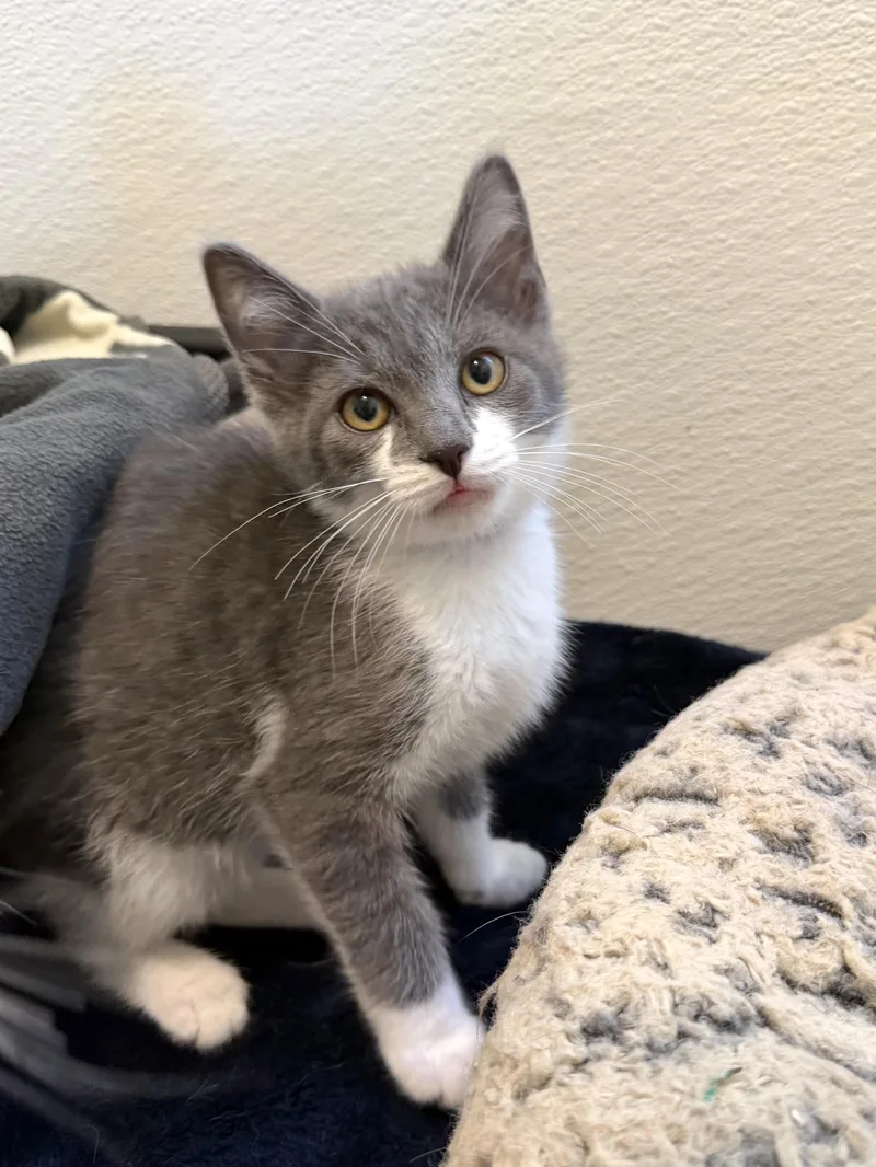 A baby medium-sized male Gray & White Domestic Short Hair cat named Randy Orton for adoption in Chicago, IL