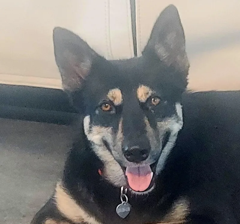 An adult medium-sized female Black German Shepherd Dog dog named Venus Skye for adoption in Homestead, FL