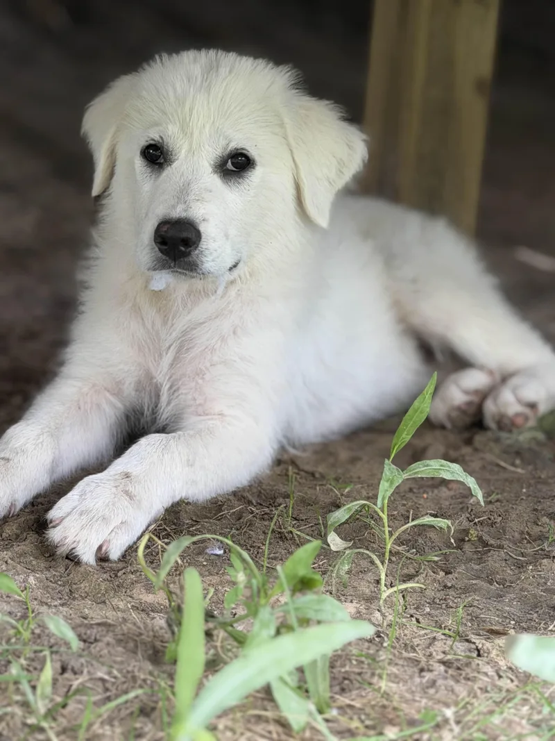 A baby large-sized female Great Pyrenees dog named Velma Dfw for adoption in Quinlan, TX