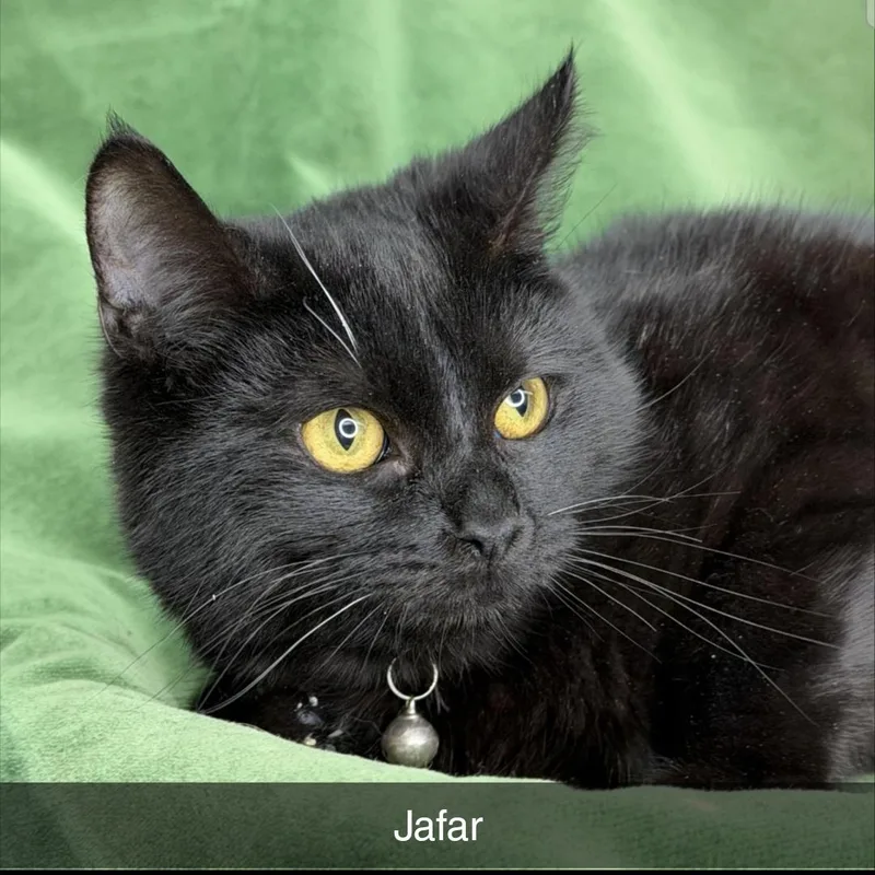 Jafar thumbnail 2
