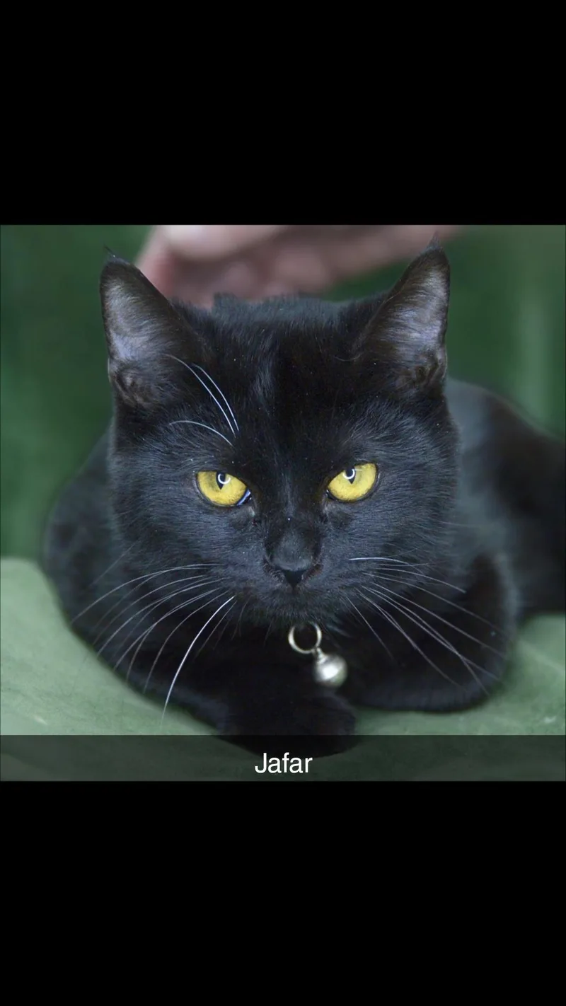 Jafar thumbnail 3