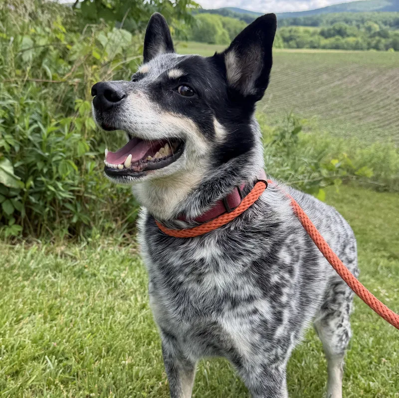 A senior medium-sized male Gray / Blue / Silver Australian Cattle Dog / Blue Heeler dog named Ruffian for adoption in Cooperstown, NY