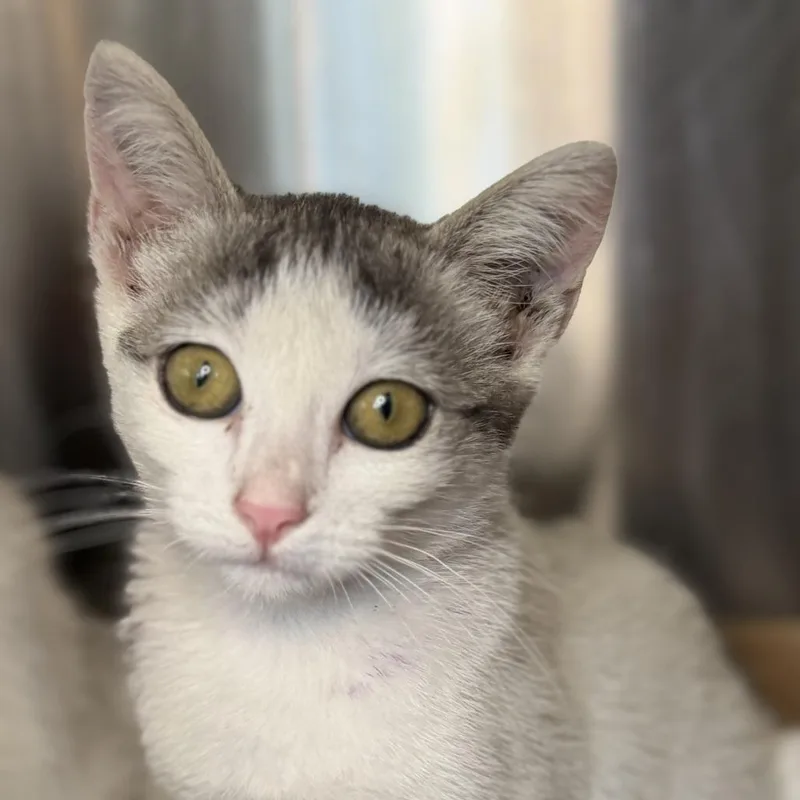 A baby small-sized female Domestic Short Hair cat named Vozinha for adoption in Los Angeles, CA