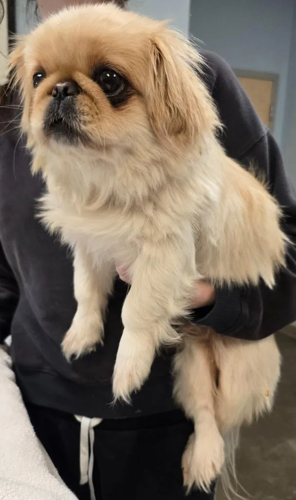 An adult small-sized male Pekingese dog named Tippy for adoption in Murphysboro, IL